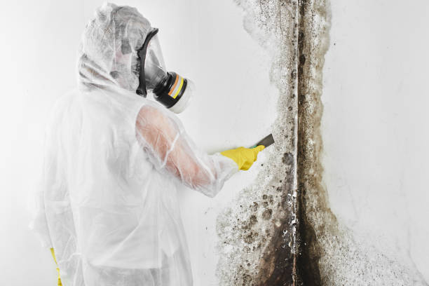 Best Home Mold Removal  in Kensington, MD