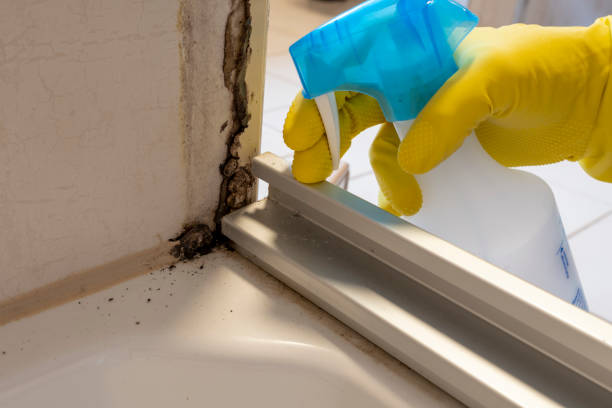 Best Attic Mold Removal  in Kensington, MD