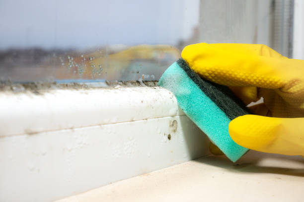 Best Same-Day Mold Removal  in Kensington, MD