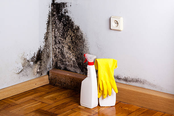 Best Mold Damage Repair  in Kensington, MD