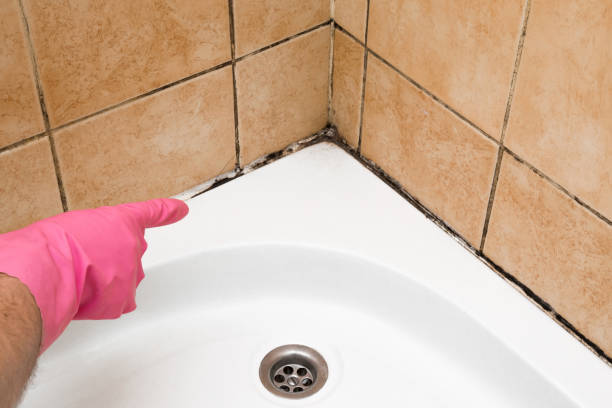 Trusted Kensington, MD Mold Removal Experts